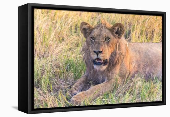 Botswana. Chobe National Park. Savuti. Young Male Lion Resting-Inger Hogstrom-Framed Premier Image Canvas