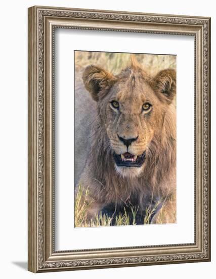 Botswana. Chobe National Park. Savuti. Young Male Lion Resting-Inger Hogstrom-Framed Photographic Print