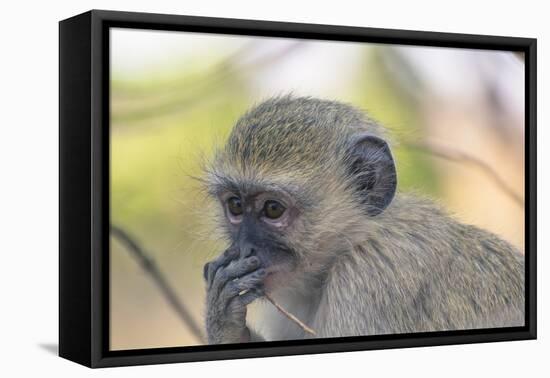 Botswana. Chobe National Park. Vervet Monkey Looking Pensive-Inger Hogstrom-Framed Premier Image Canvas