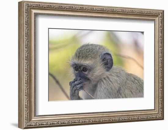 Botswana. Chobe National Park. Vervet Monkey Looking Pensive-Inger Hogstrom-Framed Photographic Print