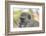 Botswana. Chobe National Park. Vervet Monkey Looking Pensive-Inger Hogstrom-Framed Photographic Print