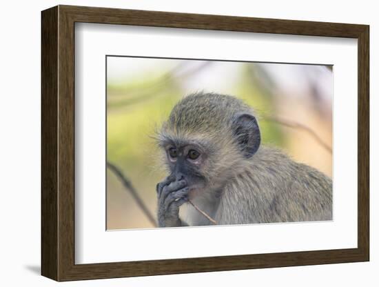 Botswana. Chobe National Park. Vervet Monkey Looking Pensive-Inger Hogstrom-Framed Photographic Print