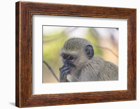 Botswana. Chobe National Park. Vervet Monkey Looking Pensive-Inger Hogstrom-Framed Photographic Print