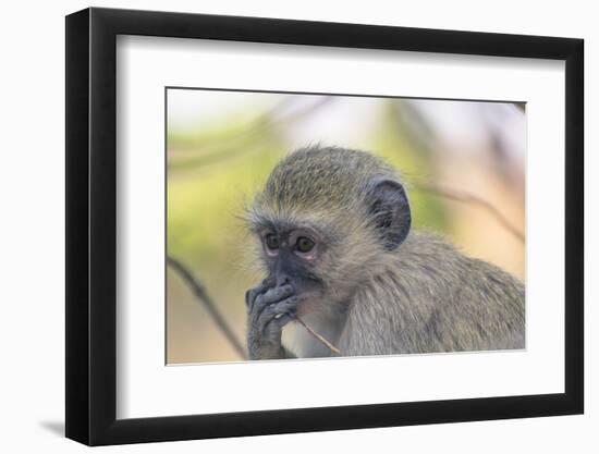 Botswana. Chobe National Park. Vervet Monkey Looking Pensive-Inger Hogstrom-Framed Photographic Print