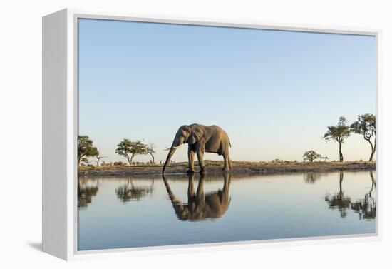 Botswana, Chobe NP, African Elephant at Water Hole in Savuti Marsh-Paul Souders-Framed Premier Image Canvas