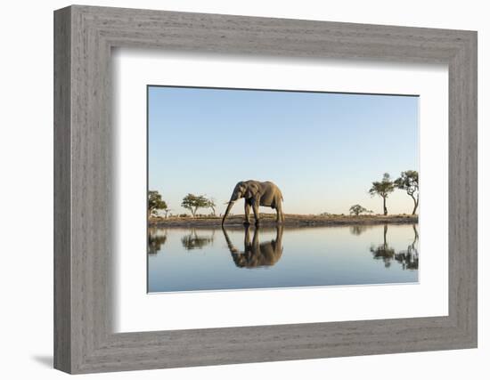 Botswana, Chobe NP, African Elephant at Water Hole in Savuti Marsh-Paul Souders-Framed Photographic Print