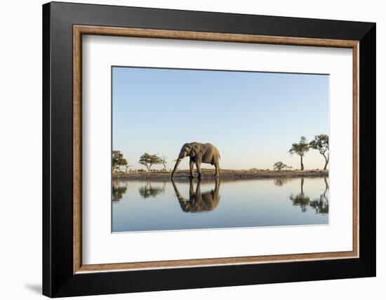 Botswana, Chobe NP, African Elephant at Water Hole in Savuti Marsh-Paul Souders-Framed Photographic Print