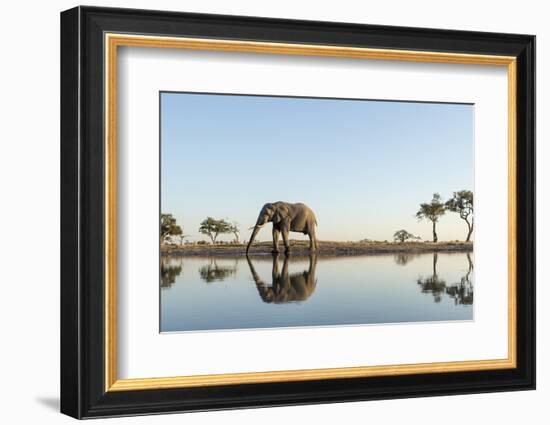 Botswana, Chobe NP, African Elephant at Water Hole in Savuti Marsh-Paul Souders-Framed Photographic Print