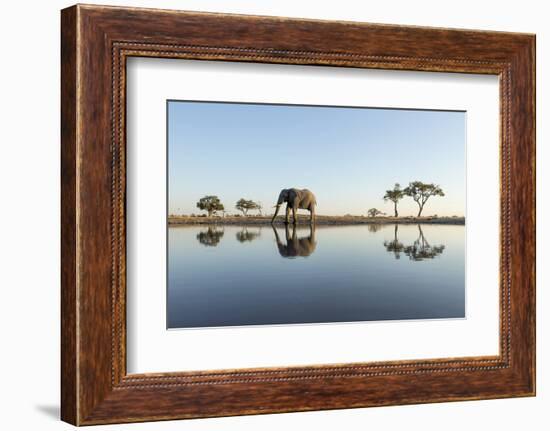 Botswana, Chobe NP, African Elephant at Water Hole in Savuti Marsh-Paul Souders-Framed Photographic Print