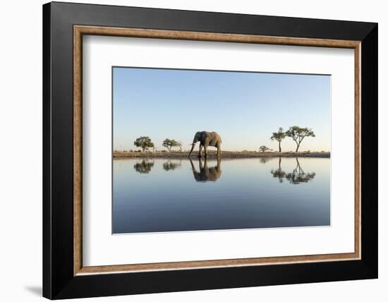 Botswana, Chobe NP, African Elephant at Water Hole in Savuti Marsh-Paul Souders-Framed Photographic Print