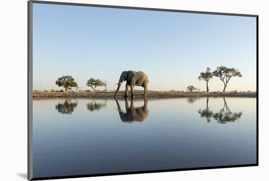 Botswana, Chobe NP, African Elephant at Water Hole in Savuti Marsh-Paul Souders-Mounted Photographic Print