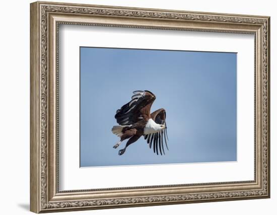 Botswana, Chobe NP, African Fish Eagle Taking Off Above Savuti Marsh-Paul Souders-Framed Photographic Print