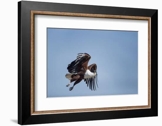 Botswana, Chobe NP, African Fish Eagle Taking Off Above Savuti Marsh-Paul Souders-Framed Photographic Print