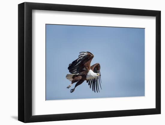 Botswana, Chobe NP, African Fish Eagle Taking Off Above Savuti Marsh-Paul Souders-Framed Photographic Print