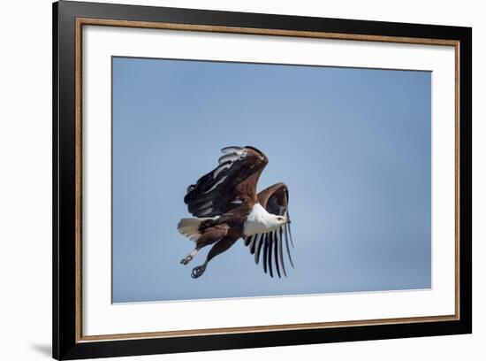 Botswana, Chobe NP, African Fish Eagle Taking Off Above Savuti Marsh-Paul Souders-Framed Photographic Print