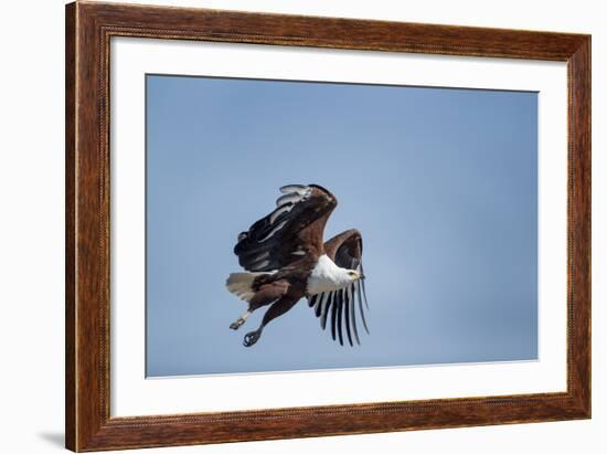 Botswana, Chobe NP, African Fish Eagle Taking Off Above Savuti Marsh-Paul Souders-Framed Photographic Print