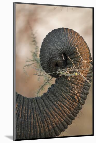 Botswana, Chobe NP, Close-up of Trunk of Elephant Feeding at Sunset-Paul Souders-Mounted Photographic Print