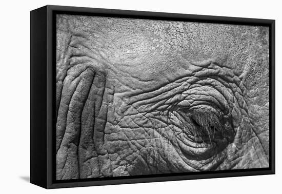 Botswana, Chobe NP, Eyeball of Elephant Standing Along Chobe River-Paul Souders-Framed Premier Image Canvas