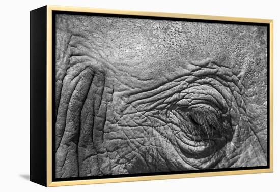 Botswana, Chobe NP, Eyeball of Elephant Standing Along Chobe River-Paul Souders-Framed Premier Image Canvas