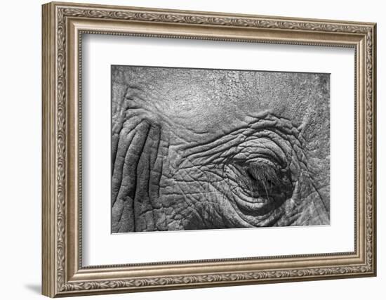 Botswana, Chobe NP, Eyeball of Elephant Standing Along Chobe River-Paul Souders-Framed Photographic Print