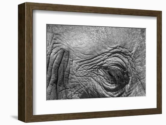 Botswana, Chobe NP, Eyeball of Elephant Standing Along Chobe River-Paul Souders-Framed Photographic Print