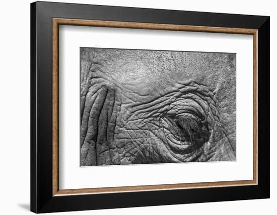 Botswana, Chobe NP, Eyeball of Elephant Standing Along Chobe River-Paul Souders-Framed Photographic Print