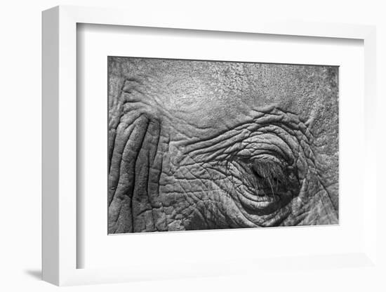 Botswana, Chobe NP, Eyeball of Elephant Standing Along Chobe River-Paul Souders-Framed Photographic Print