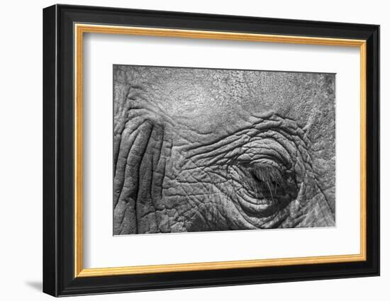 Botswana, Chobe NP, Eyeball of Elephant Standing Along Chobe River-Paul Souders-Framed Photographic Print