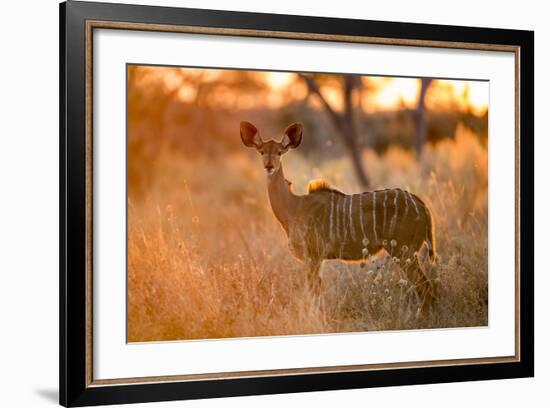 Botswana, Chobe NP, Greater Kudu Standing in Savuti Marsh at Sunrise-Paul Souders-Framed Photographic Print