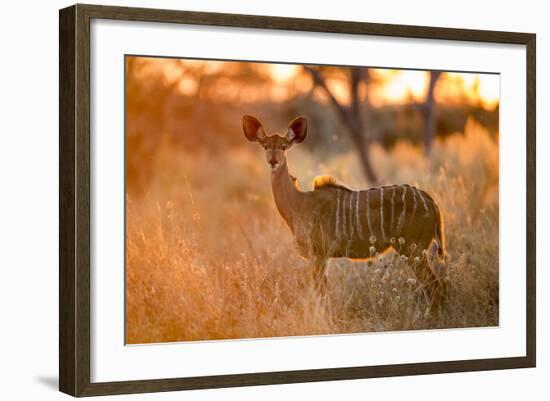 Botswana, Chobe NP, Greater Kudu Standing in Savuti Marsh at Sunrise-Paul Souders-Framed Photographic Print