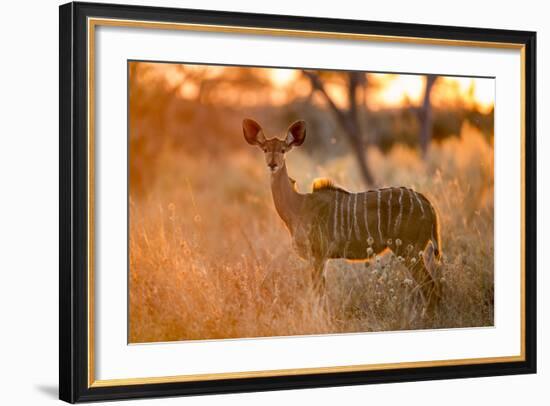 Botswana, Chobe NP, Greater Kudu Standing in Savuti Marsh at Sunrise-Paul Souders-Framed Photographic Print