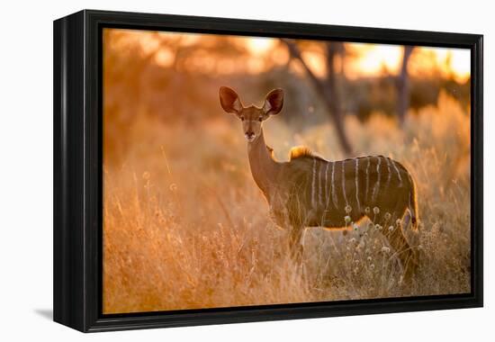 Botswana, Chobe NP, Greater Kudu Standing in Savuti Marsh at Sunrise-Paul Souders-Framed Premier Image Canvas