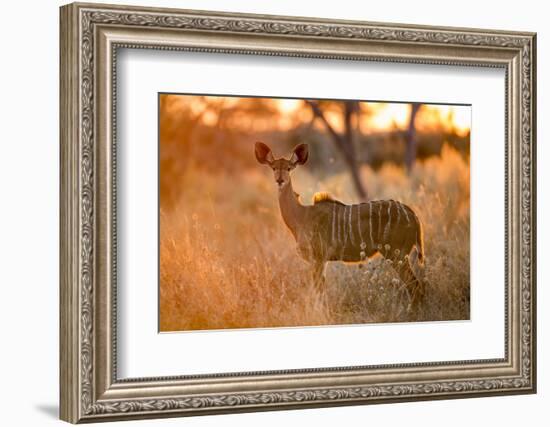 Botswana, Chobe NP, Greater Kudu Standing in Savuti Marsh at Sunrise-Paul Souders-Framed Photographic Print