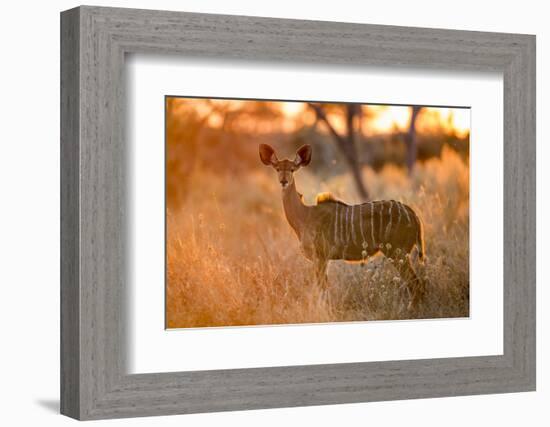 Botswana, Chobe NP, Greater Kudu Standing in Savuti Marsh at Sunrise-Paul Souders-Framed Photographic Print