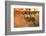 Botswana, Chobe NP, Greater Kudu Standing in Savuti Marsh at Sunrise-Paul Souders-Framed Photographic Print