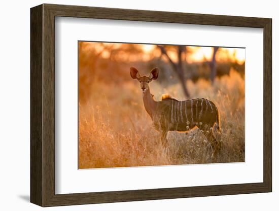 Botswana, Chobe NP, Greater Kudu Standing in Savuti Marsh at Sunrise-Paul Souders-Framed Photographic Print