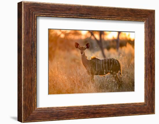 Botswana, Chobe NP, Greater Kudu Standing in Savuti Marsh at Sunrise-Paul Souders-Framed Photographic Print