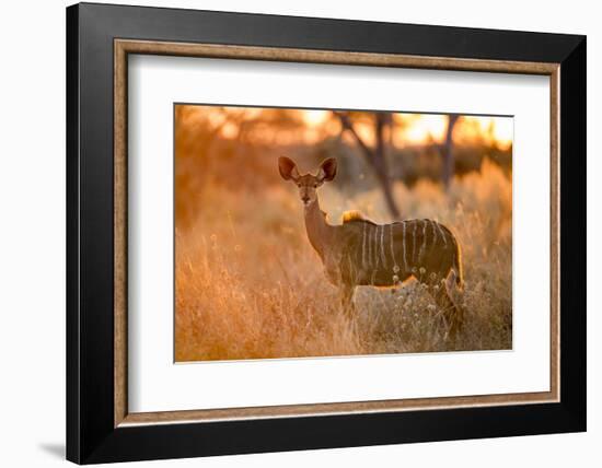 Botswana, Chobe NP, Greater Kudu Standing in Savuti Marsh at Sunrise-Paul Souders-Framed Photographic Print