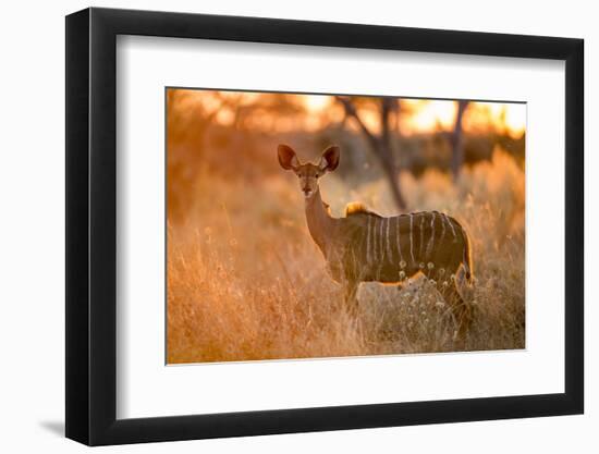 Botswana, Chobe NP, Greater Kudu Standing in Savuti Marsh at Sunrise-Paul Souders-Framed Photographic Print