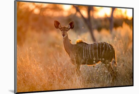 Botswana, Chobe NP, Greater Kudu Standing in Savuti Marsh at Sunrise-Paul Souders-Mounted Photographic Print