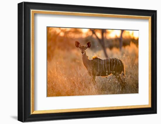 Botswana, Chobe NP, Greater Kudu Standing in Savuti Marsh at Sunrise-Paul Souders-Framed Photographic Print