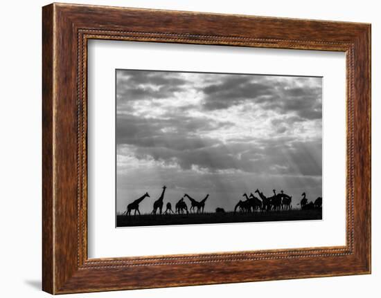 Botswana, Chobe NP, Herd of Giraffes Feeding Along Chobe River's Banks-Paul Souders-Framed Photographic Print