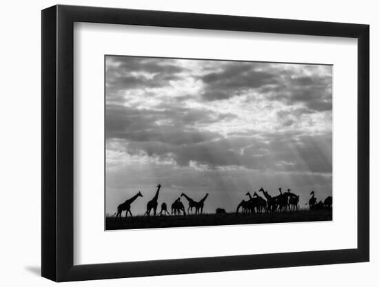 Botswana, Chobe NP, Herd of Giraffes Feeding Along Chobe River's Banks-Paul Souders-Framed Photographic Print