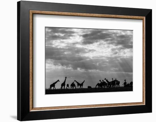 Botswana, Chobe NP, Herd of Giraffes Feeding Along Chobe River's Banks-Paul Souders-Framed Photographic Print