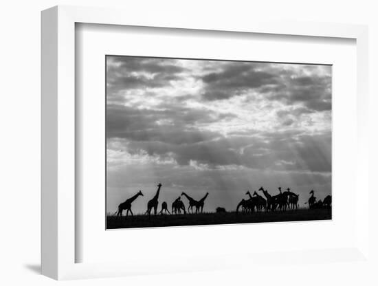 Botswana, Chobe NP, Herd of Giraffes Feeding Along Chobe River's Banks-Paul Souders-Framed Photographic Print