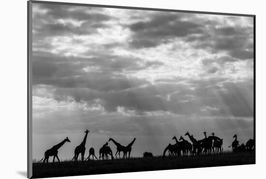 Botswana, Chobe NP, Herd of Giraffes Feeding Along Chobe River's Banks-Paul Souders-Mounted Photographic Print