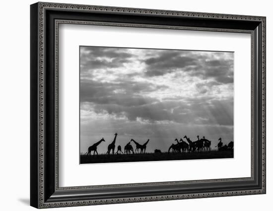 Botswana, Chobe NP, Herd of Giraffes Feeding Along Chobe River's Banks-Paul Souders-Framed Photographic Print