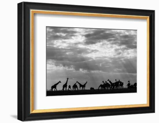 Botswana, Chobe NP, Herd of Giraffes Feeding Along Chobe River's Banks-Paul Souders-Framed Photographic Print