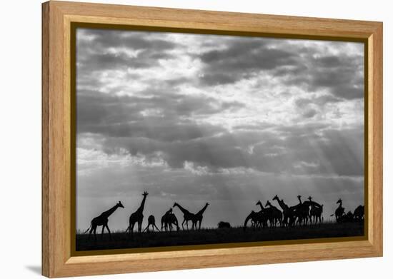 Botswana, Chobe NP, Herd of Giraffes Feeding Along Chobe River's Banks-Paul Souders-Framed Premier Image Canvas