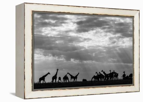 Botswana, Chobe NP, Herd of Giraffes Feeding Along Chobe River's Banks-Paul Souders-Framed Premier Image Canvas